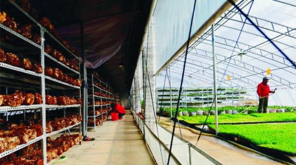 空气式太阳农业应用系统